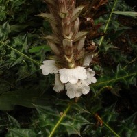 Acanthus montanus (Nees) T.Anderson
